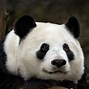 Image result for Panda Bear Habitat Zoo