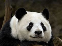Image result for Grand Panda