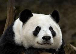 Image result for Panda Bear Zoo