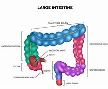 Image result for Large Intestine