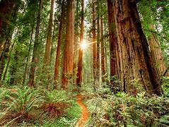 Image result for Redwood Forest California Sun Breaks