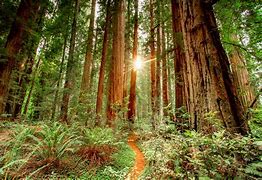 Image result for Redwood Forest Ecosystem