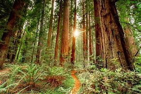 Image result for Redwood Forest National Park California