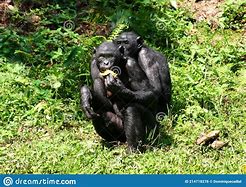 Image result for Bonobo Feeding Food