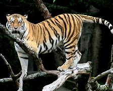 Image result for Tiger Horse