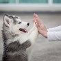 Image result for Playful Puppy