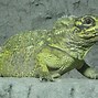 Image result for Sailfin Dragon Lizard