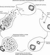 Image result for Chlamydia Trachomatis Bacteria