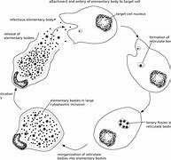 Image result for Chlamydia Rash