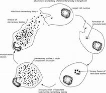 Image result for Chlamydia Inclusion Bodies