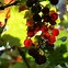 Image result for Nature Vines