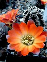 Image result for Small Forest Cactus