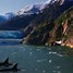 Image result for Alaska Native Animals