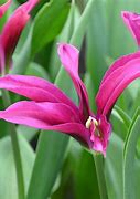 Image result for Tulipa Purple Doll