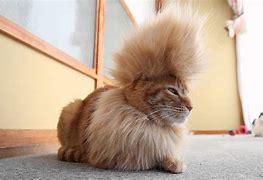 Image result for Cats with Funny Haircuts