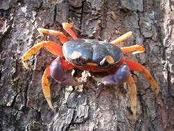 Image result for STI Crabs