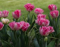 Image result for Tulipa Angélique