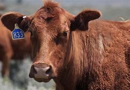 Image result for Old Cattle Ranchers