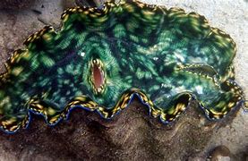 Image result for Deep Sea Clams