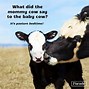 Image result for Funny Cow Pictures Humor