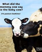 Image result for Cow Funny Baby Memes