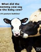 Image result for Cow Saying Moo Meme