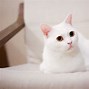 Image result for Loafing Kitty