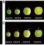 Image result for Cell Expension Stage Sing El Apple Fruit Stages Picture