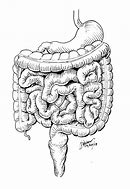 Image result for Small Intestine Black and White