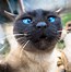 Image result for Funny Small Face Cat