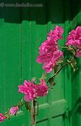 Image result for Hot Pink Window