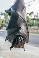 Image result for Bat Resting Upside Down