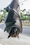 Image result for Bat Sleeping Ilhouette