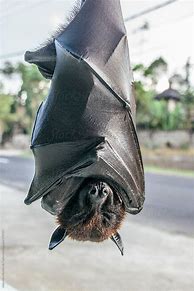 Image result for Man Holding a Fruit Bat Upside Down