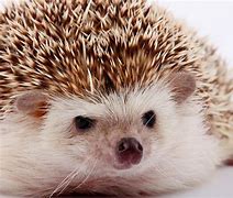 Image result for Hedgehog Picturees