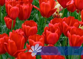 Tulipa Sky High Scarlet-साठीचा प्रतिमा निकाल
