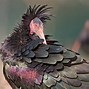 Image result for Grey Ibis