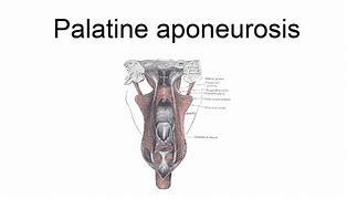 Image result for Aponeurosis Palatina