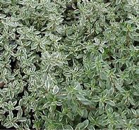 Image result for Thymus citriodorus Silver Queen