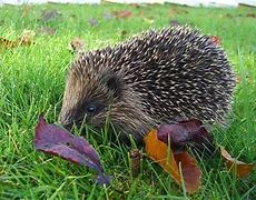 Image result for Hedgehog Baby Cute