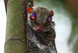 Image result for What Is a Flying Lemur
