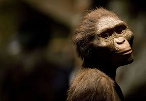 Image result for Lucy Australopithecus