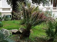 Image result for Small Tropical Trees