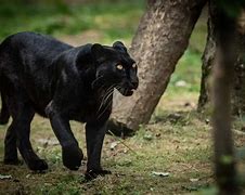 Image result for Non Black Panther