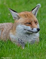 Image result for Red Fox Ears