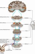 Image result for Cortex Instruction Set