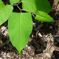 Image result for fallopia_japonica