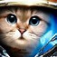Image result for Funny Cat White Background
