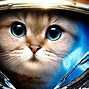Image result for Astronomy Cat