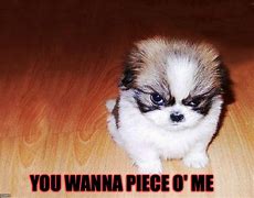 Image result for Mildly Annoyed Puppy Meme